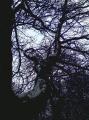 black-tree-fevrier-2010-1.jpg